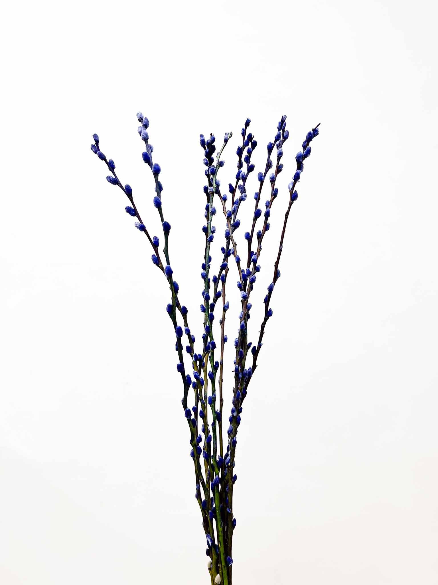 CASIMIRO » Mazzo di Salice colorato essiccato blu - Bloomoon