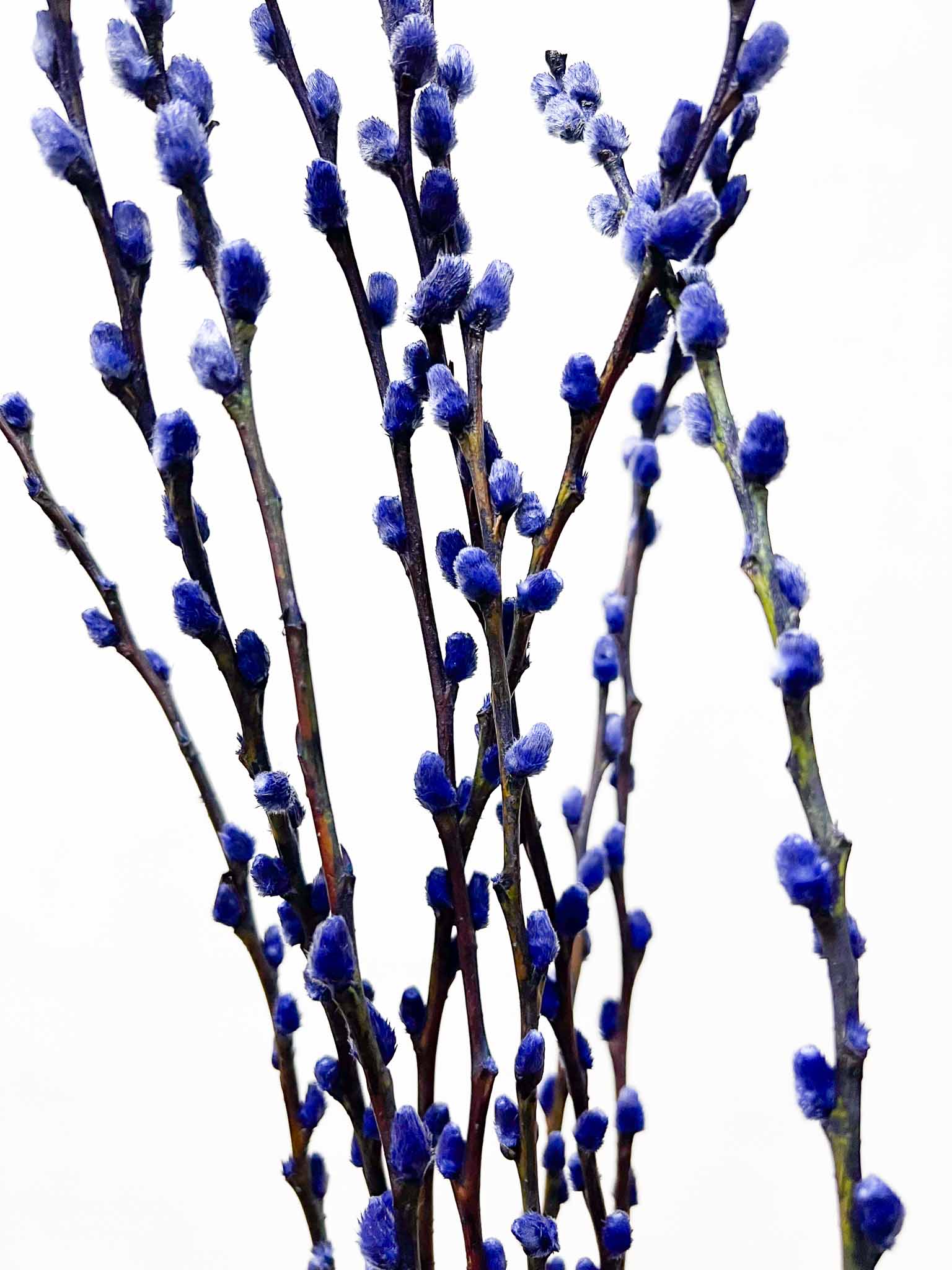 CASIMIRO » Mazzo di Salice colorato essiccato blu - Bloomoon