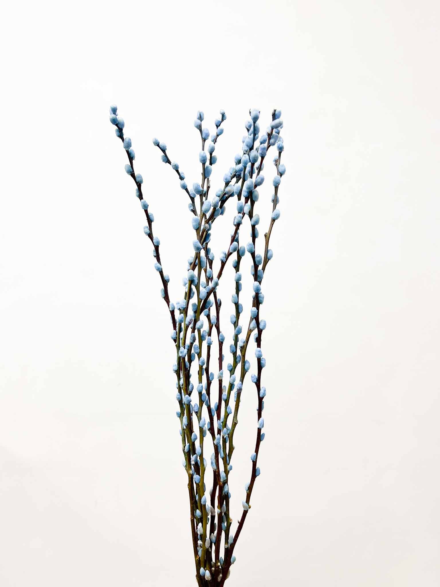 CASSIA » Mazzo di Salice colorato essiccato celeste - Bloomoon