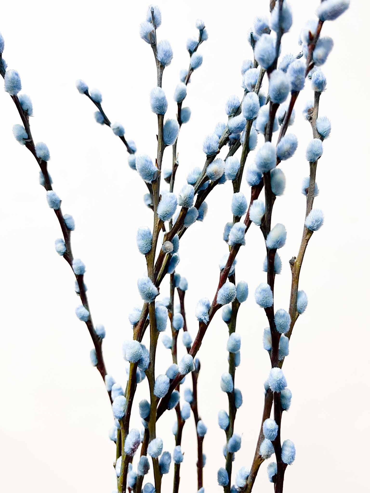 CASSIA » Mazzo di Salice colorato essiccato celeste - Bloomoon
