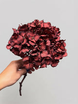 CATULLO » Ortensia stabilizzata extra bordeaux - Bloomoon