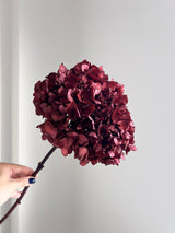 CATULLO » Ortensia stabilizzata extra burgundy - Bloomoon