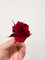 CECILIA » Box da 12 mini fiori di Rosa rosso scuro diametro 3cm - Bloomoon