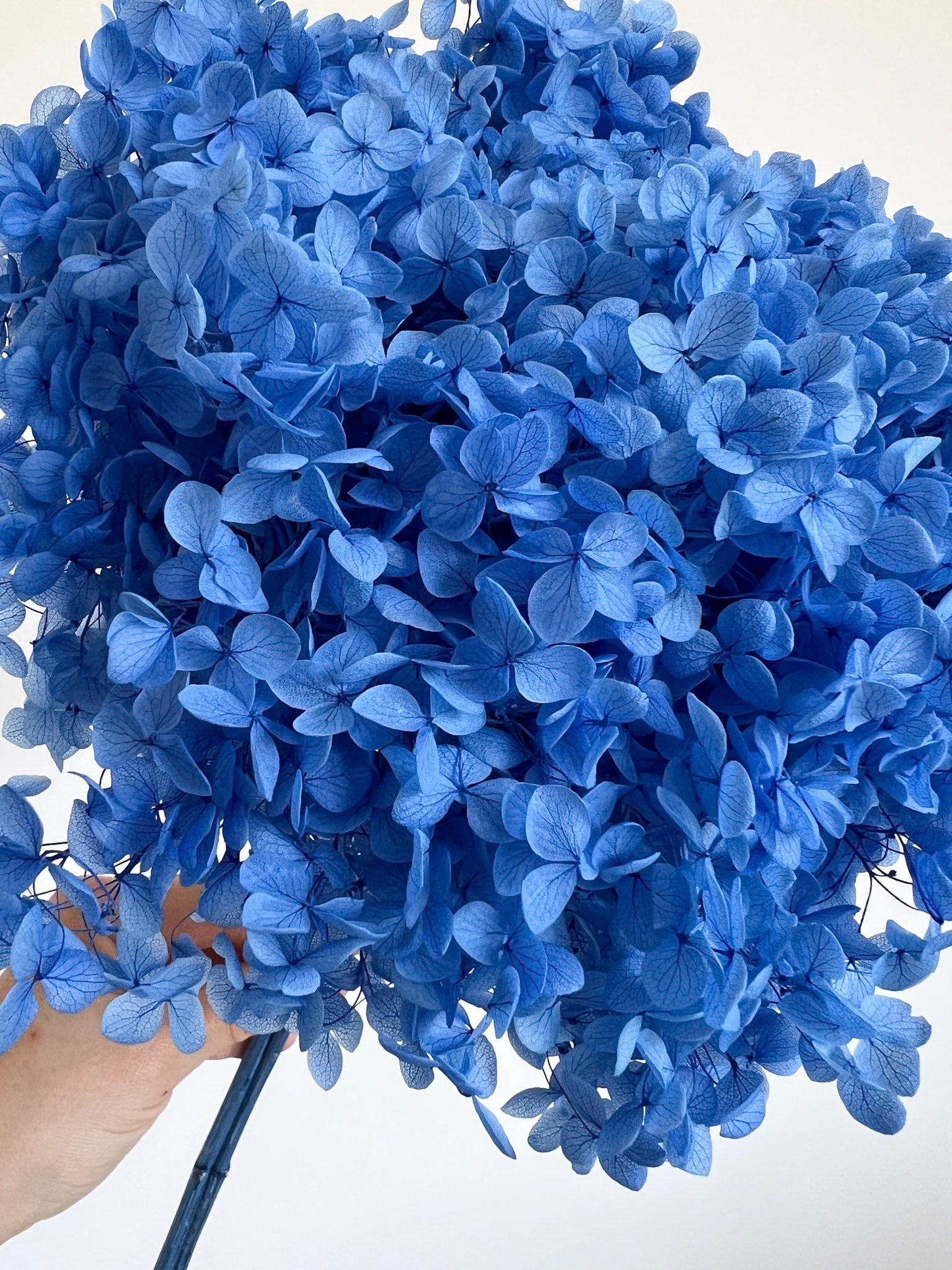 CELY » Ortensia stabilizzata Annabelle stelo lungo azzurro - Bloomoon
