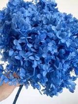 CELY » Ortensia stabilizzata Annabelle stelo lungo azzurro - Bloomoon