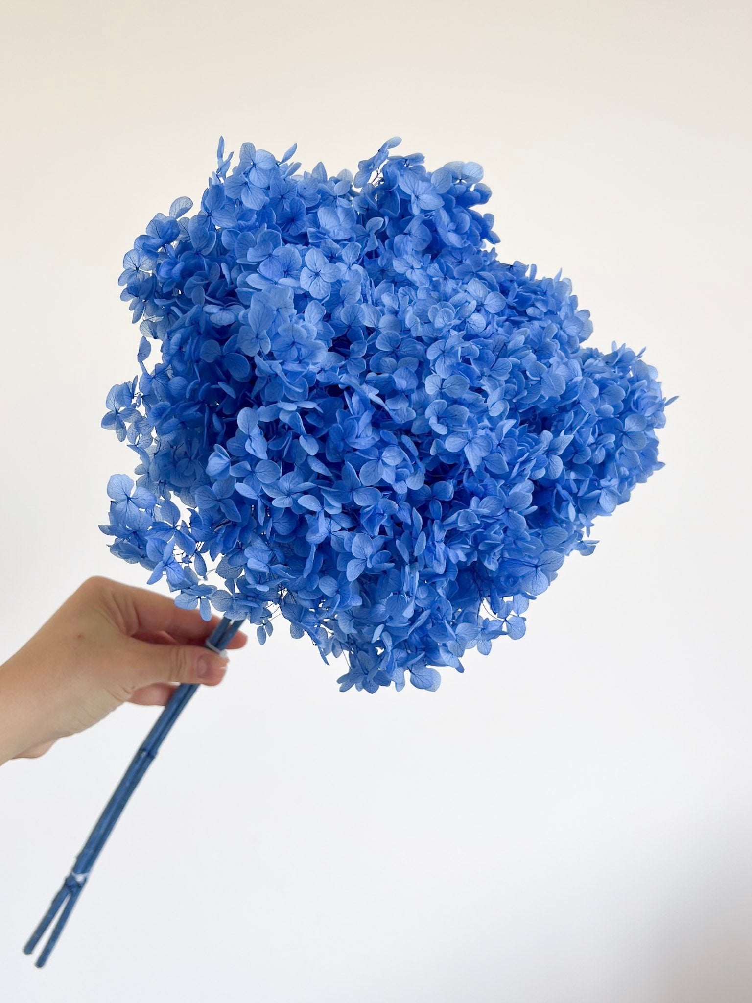 CELY » Ortensia stabilizzata Annabelle stelo lungo azzurro - Bloomoon