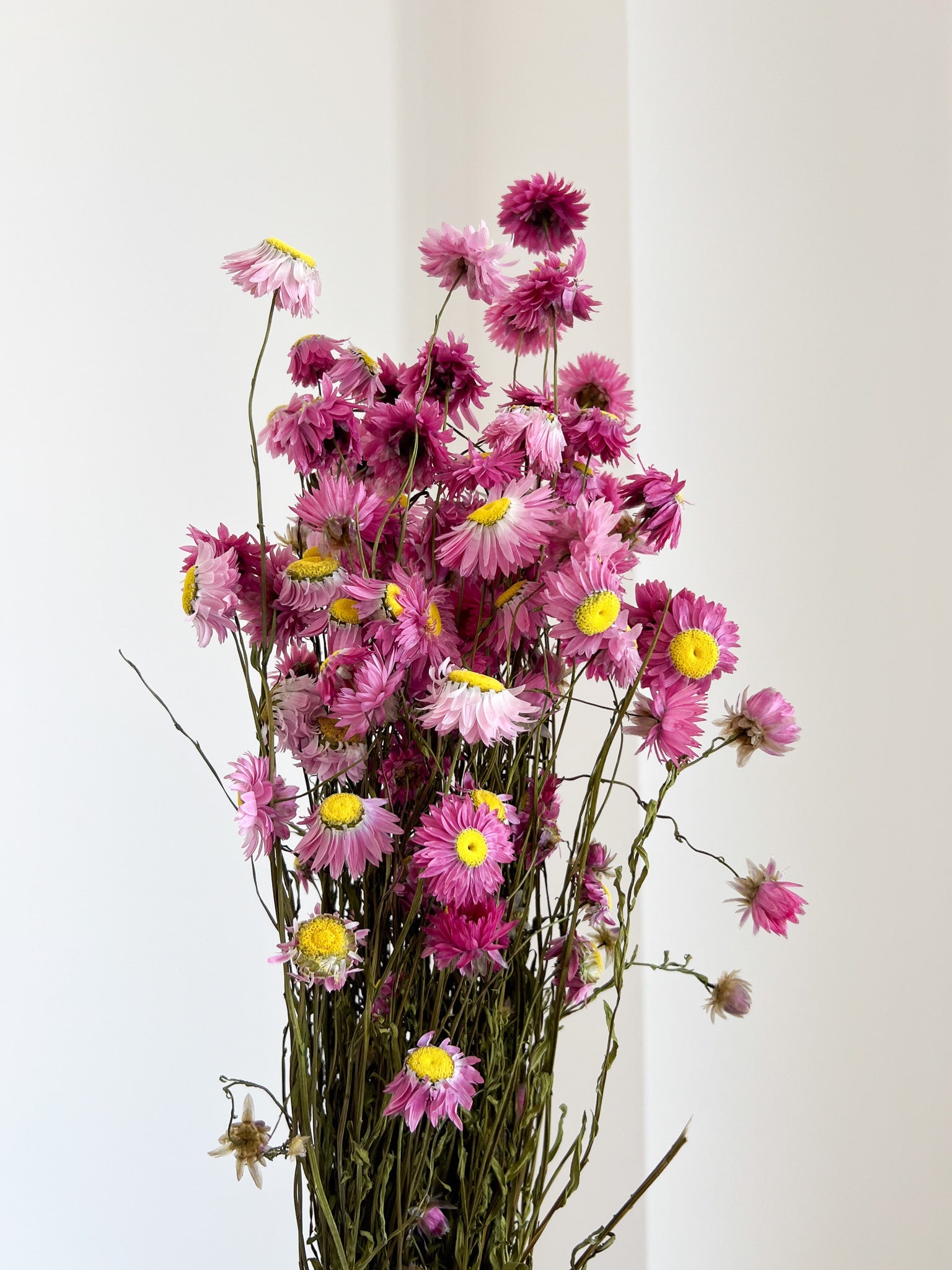 CESIRA » Mazzo di Acroclinium naturale rosa - Bloomoon