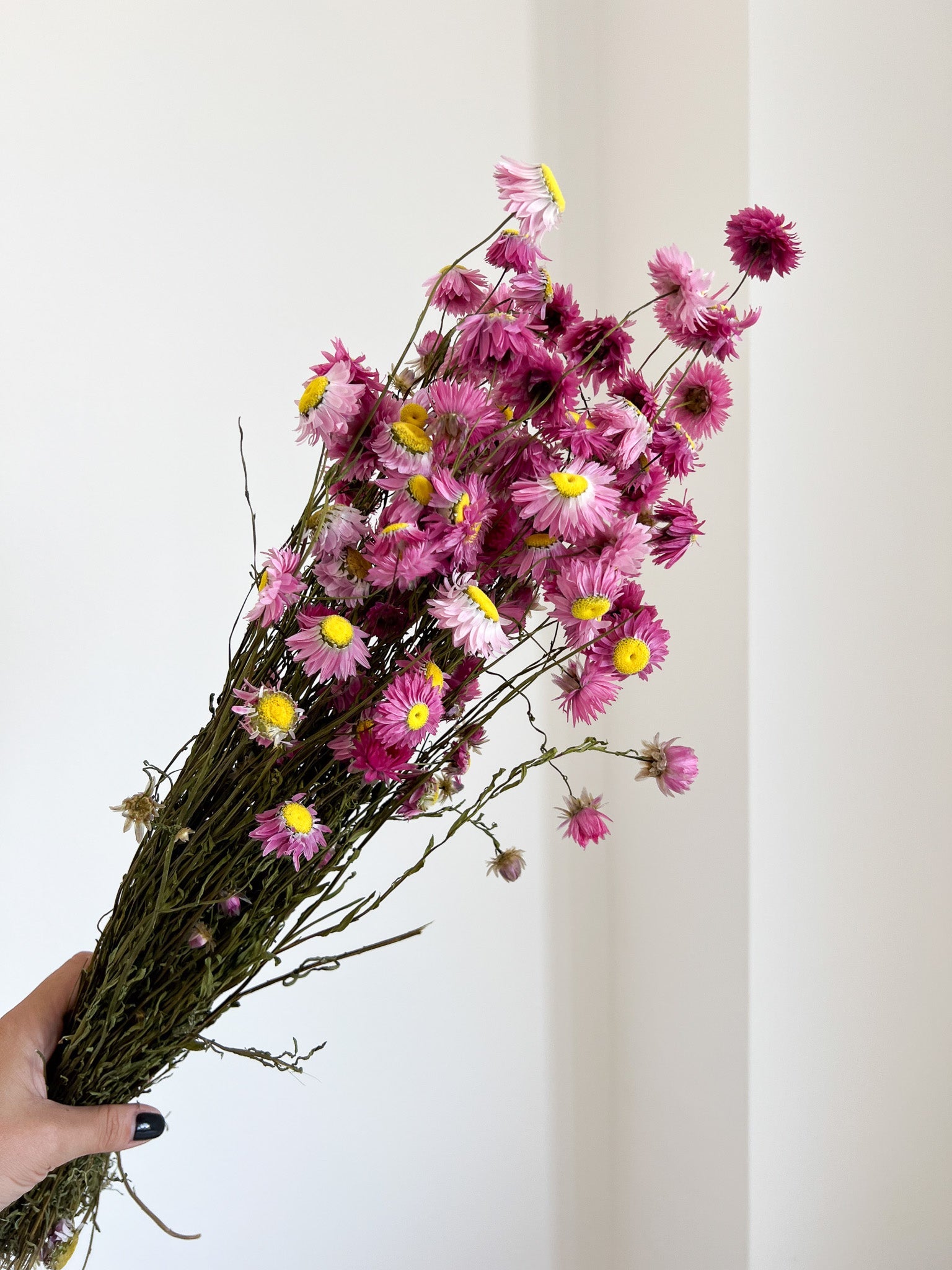 CESIRA » Mazzo di Acroclinium naturale rosa - Bloomoon