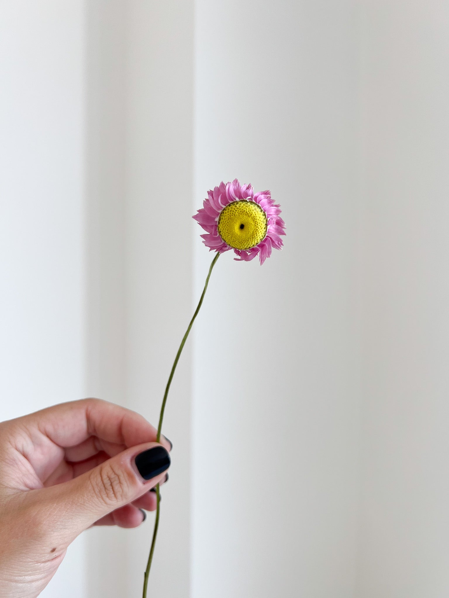 CESIRA » Mazzo di Acroclinium naturale rosa - Bloomoon