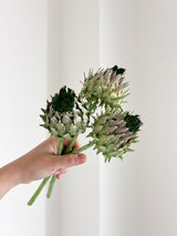 CINARA » Mazzo da tre fiori di Carciofo verde - Bloomoon