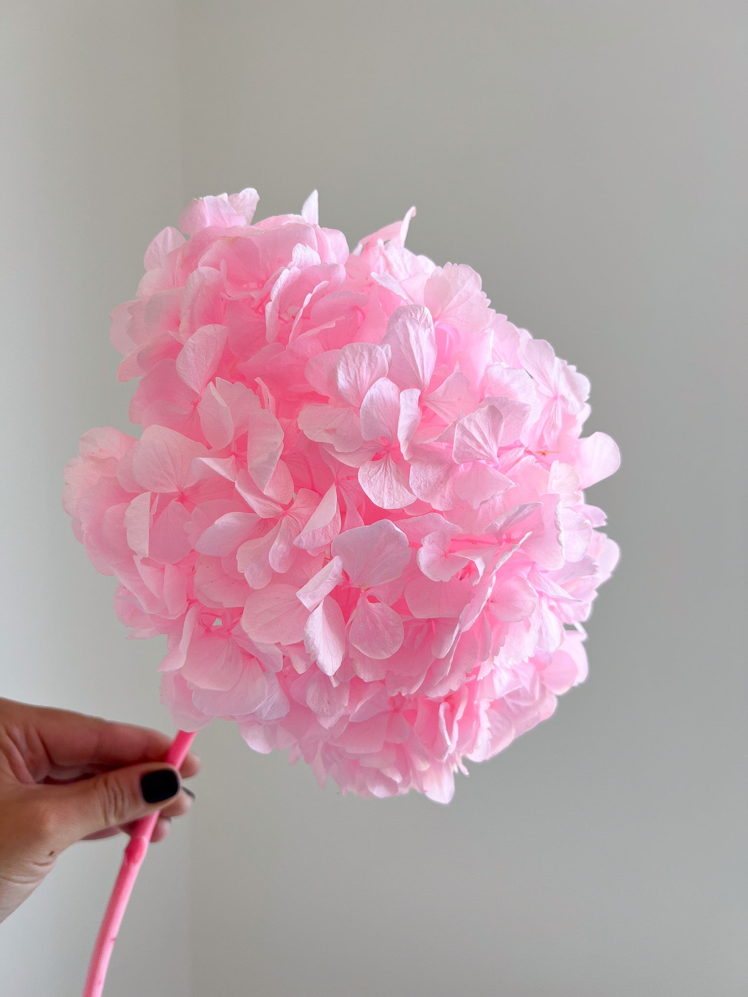 CIRCE » Ortensia premium stabilizzata rosa chiaro - Bloomoon