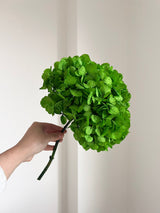 CLEOFE » Ortensia stabilizzata premium verde prato - Bloomoon