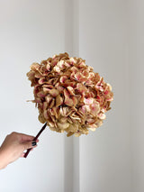 COLETTE » Ortensia premium stabilizzata sfumata rosa - Bloomoon