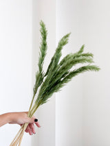 CONRAD » Mazzo di Fluffy Pampas verde oliva - Bloomoon