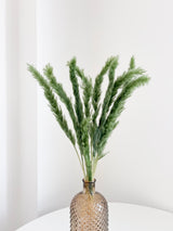 CONRAD » Mazzo di Fluffy Pampas verde oliva - Bloomoon