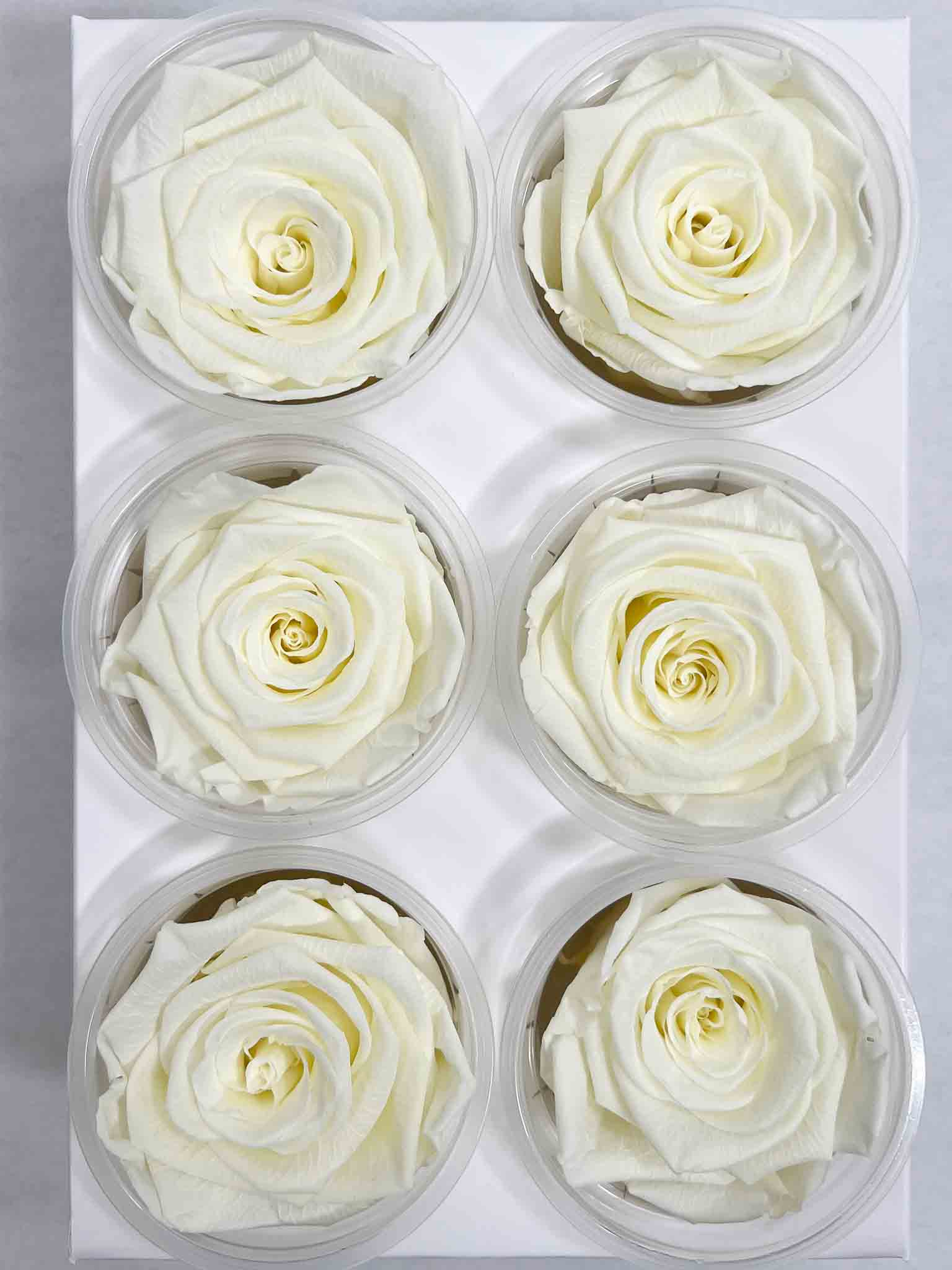 DEVA » Box da 6 fiori di Rosa crema diametro 6,5cm standard - Bloomoon