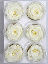 DEVA » Box da 6 fiori di Rosa crema diametro 6,5cm standard - Bloomoon