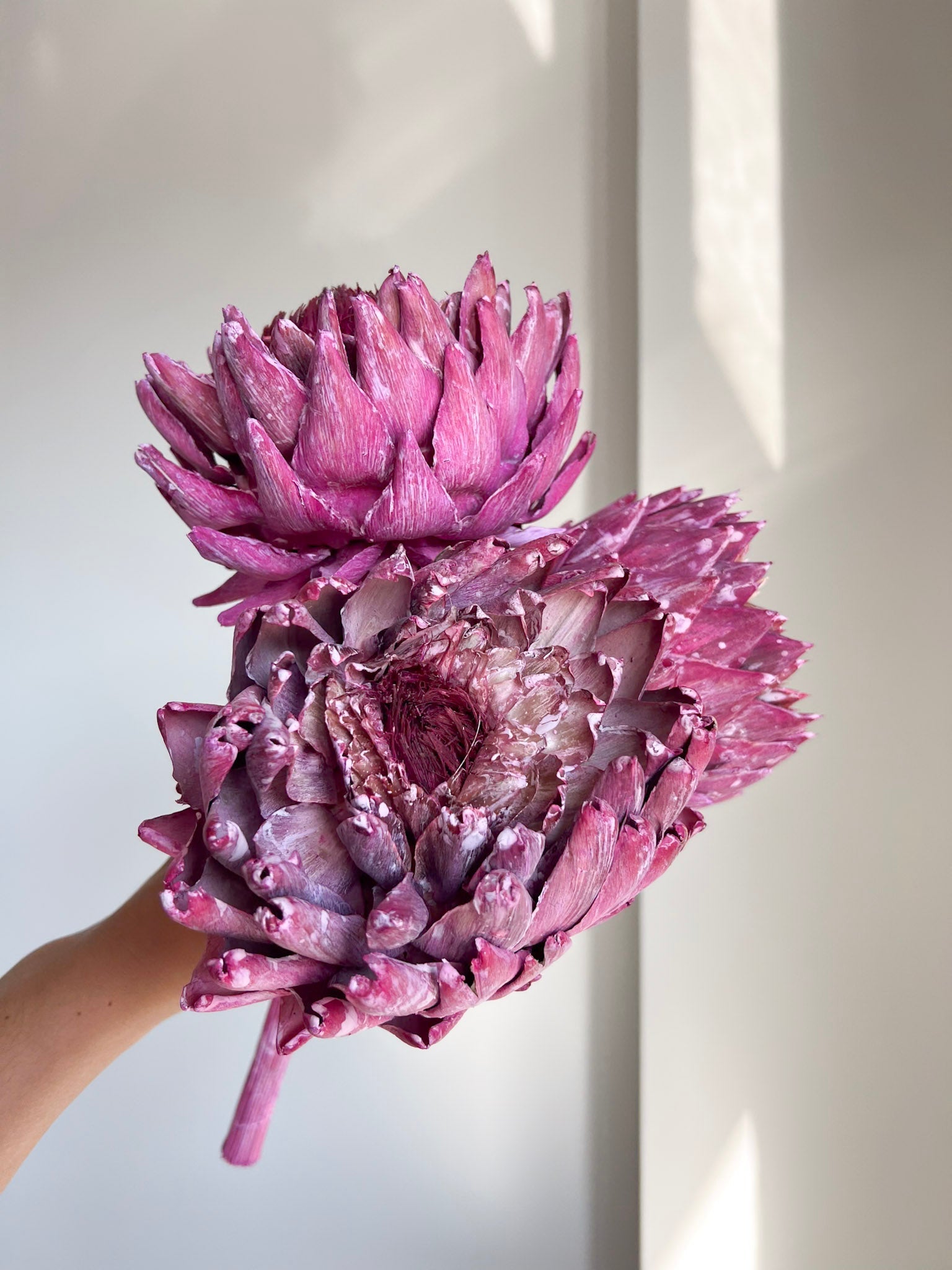 DIONISIA » 3 Carciofi extra grandi essiccati fucsia - Bloomoon