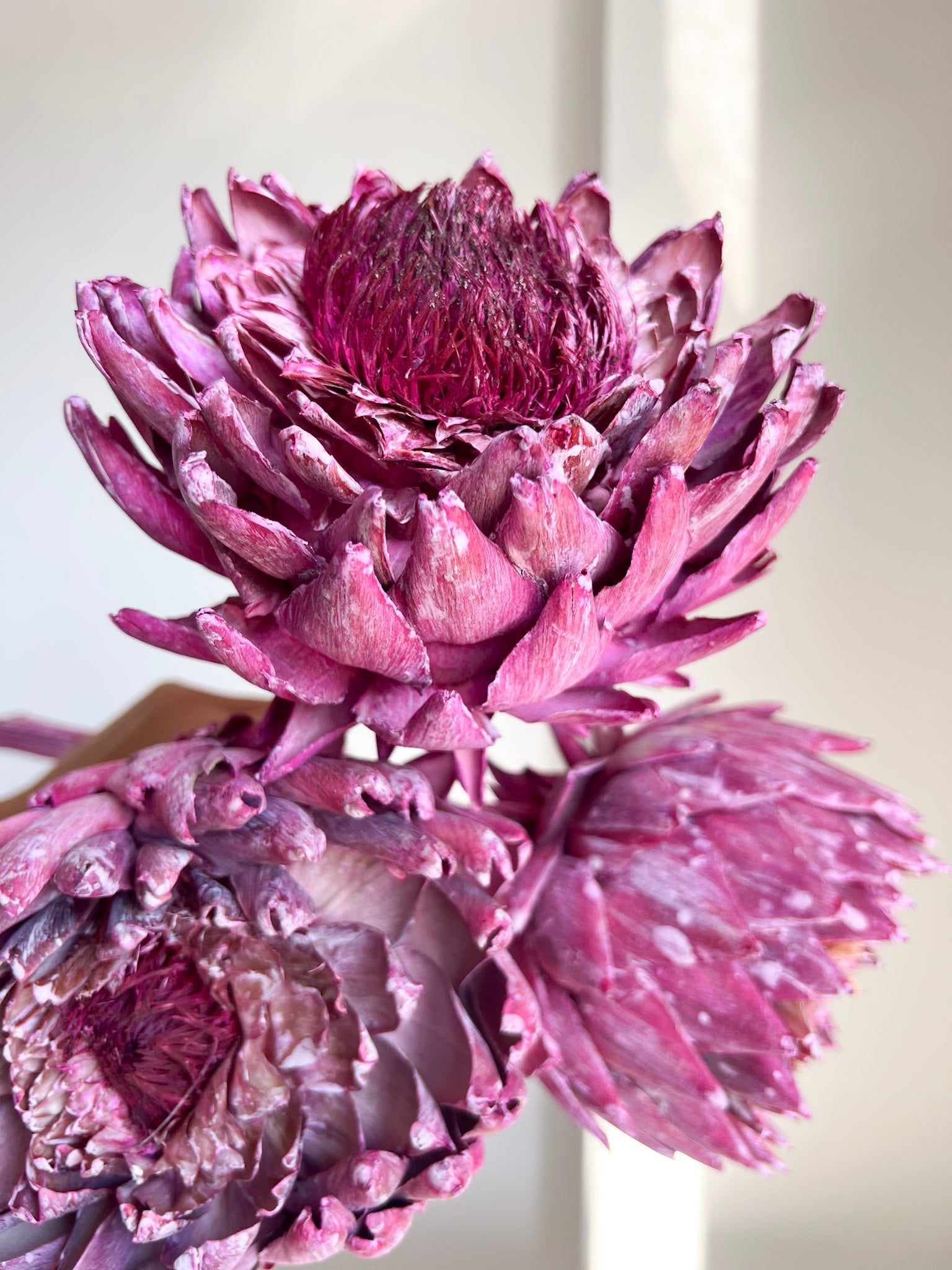 DIONISIA » 3 Carciofi extra grandi essiccati fucsia - Bloomoon