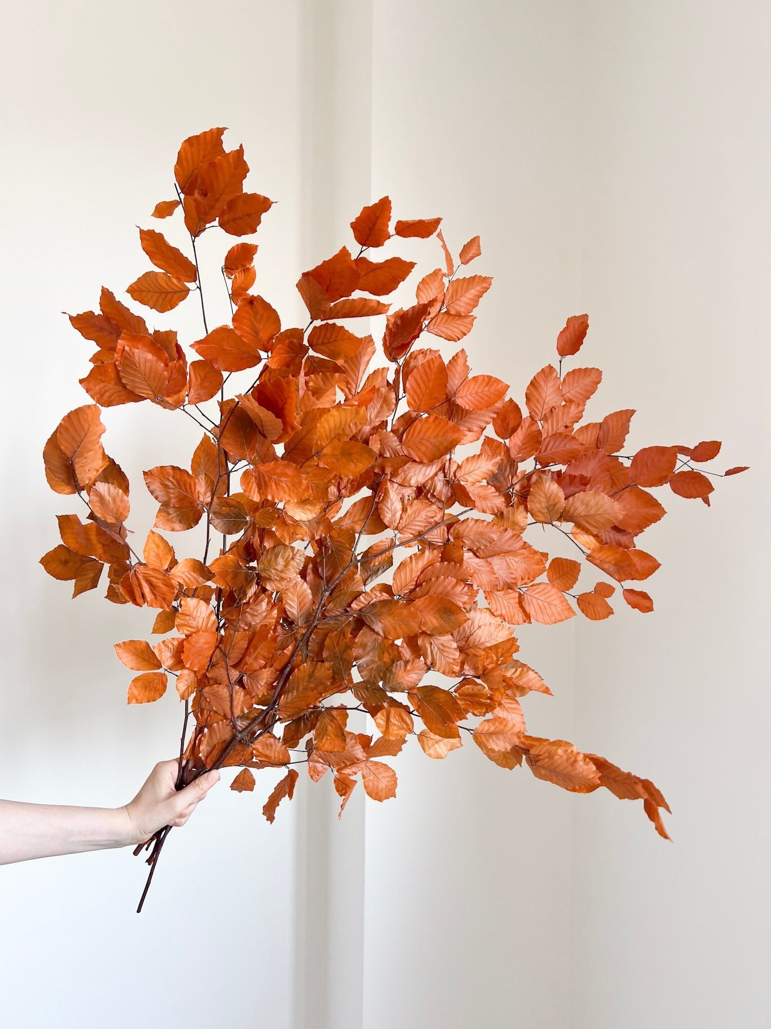 DOLLY » Mazzo di Faggio stabilizzato arancione - Bloomoon