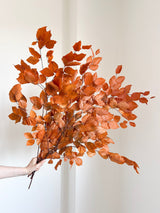 DOLLY » Mazzo di Faggio stabilizzato arancione - Bloomoon