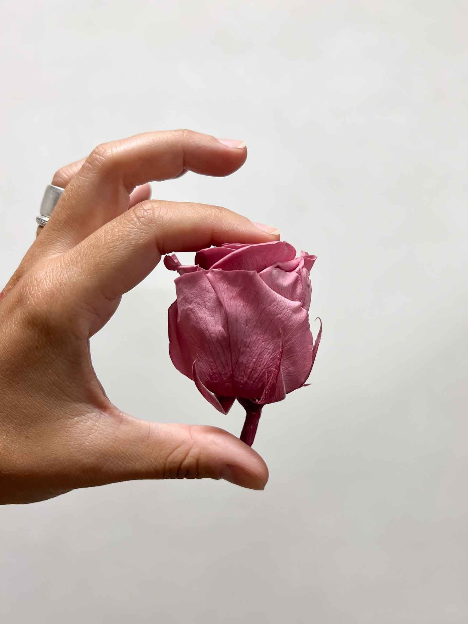 DOLORES » Box da 6 fiori di Rosa rosa antico diametro 6,5cm standard - Bloomoon