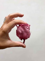 DOLORES » Box da 6 fiori di Rosa rosa antico diametro 6,5cm standard - Bloomoon
