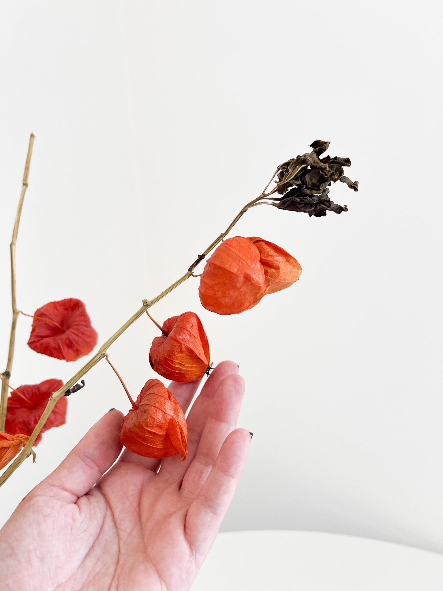 DONATELLA » Mazzo di Physalis naturale - Bloomoon