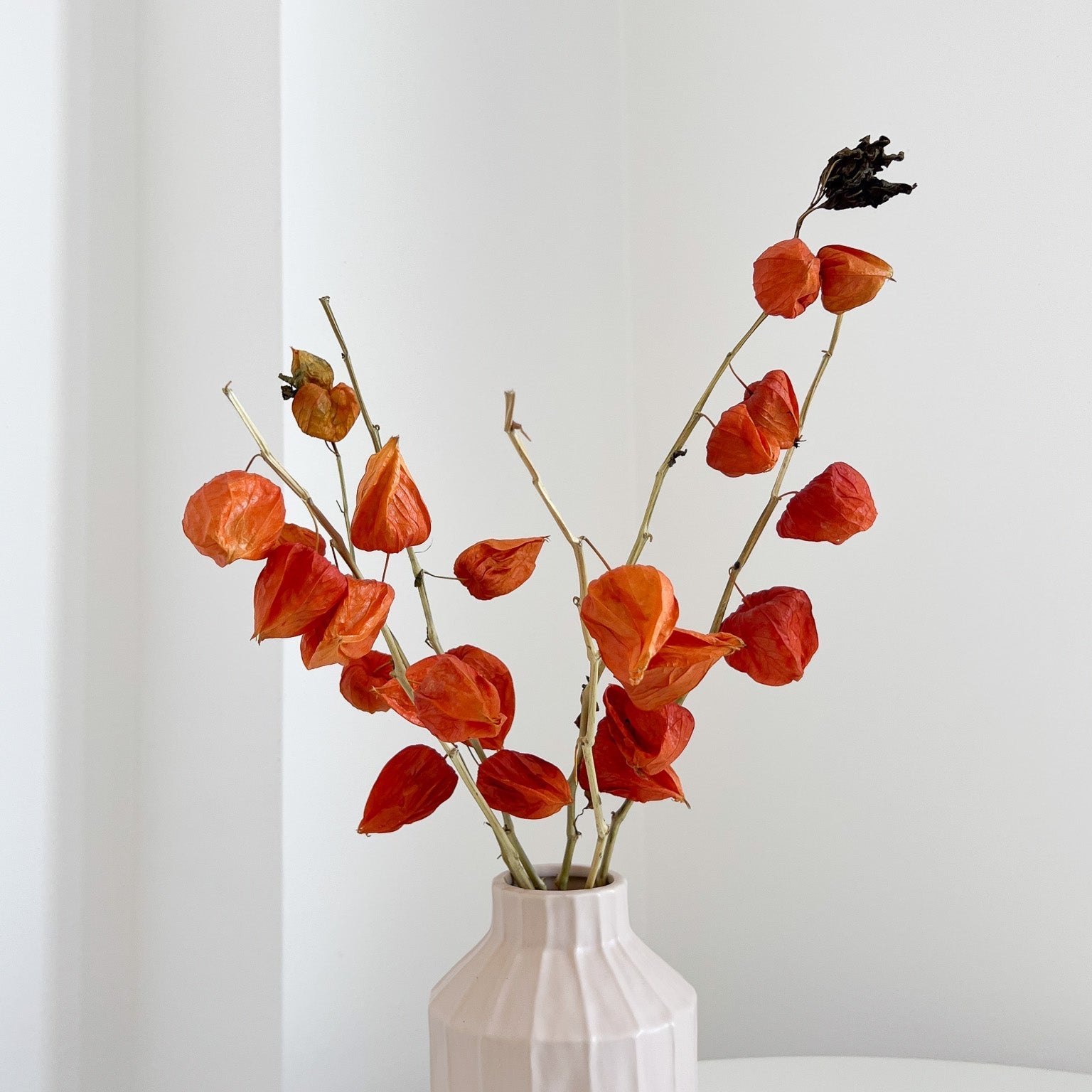 DONATELLA » Mazzo di Physalis naturale - Bloomoon