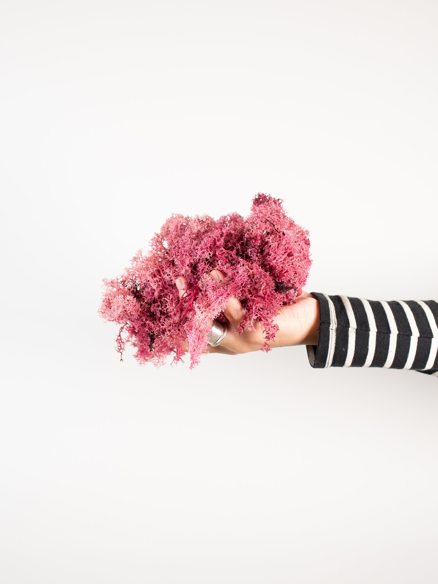 DORA » Muschio nordico stabilizzato rosa 200gr - Bloomoon