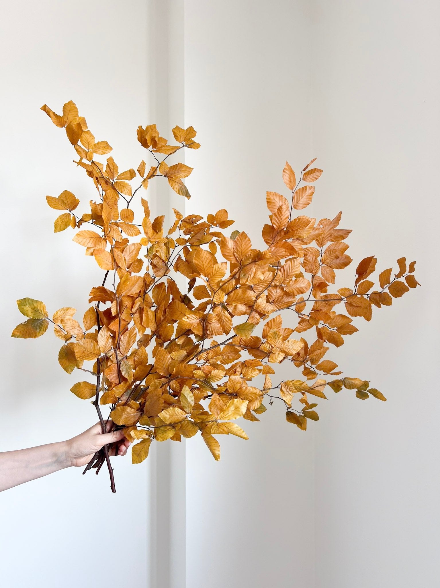 DORIANA » Mazzo di Faggio stabilizzato giallo - Bloomoon