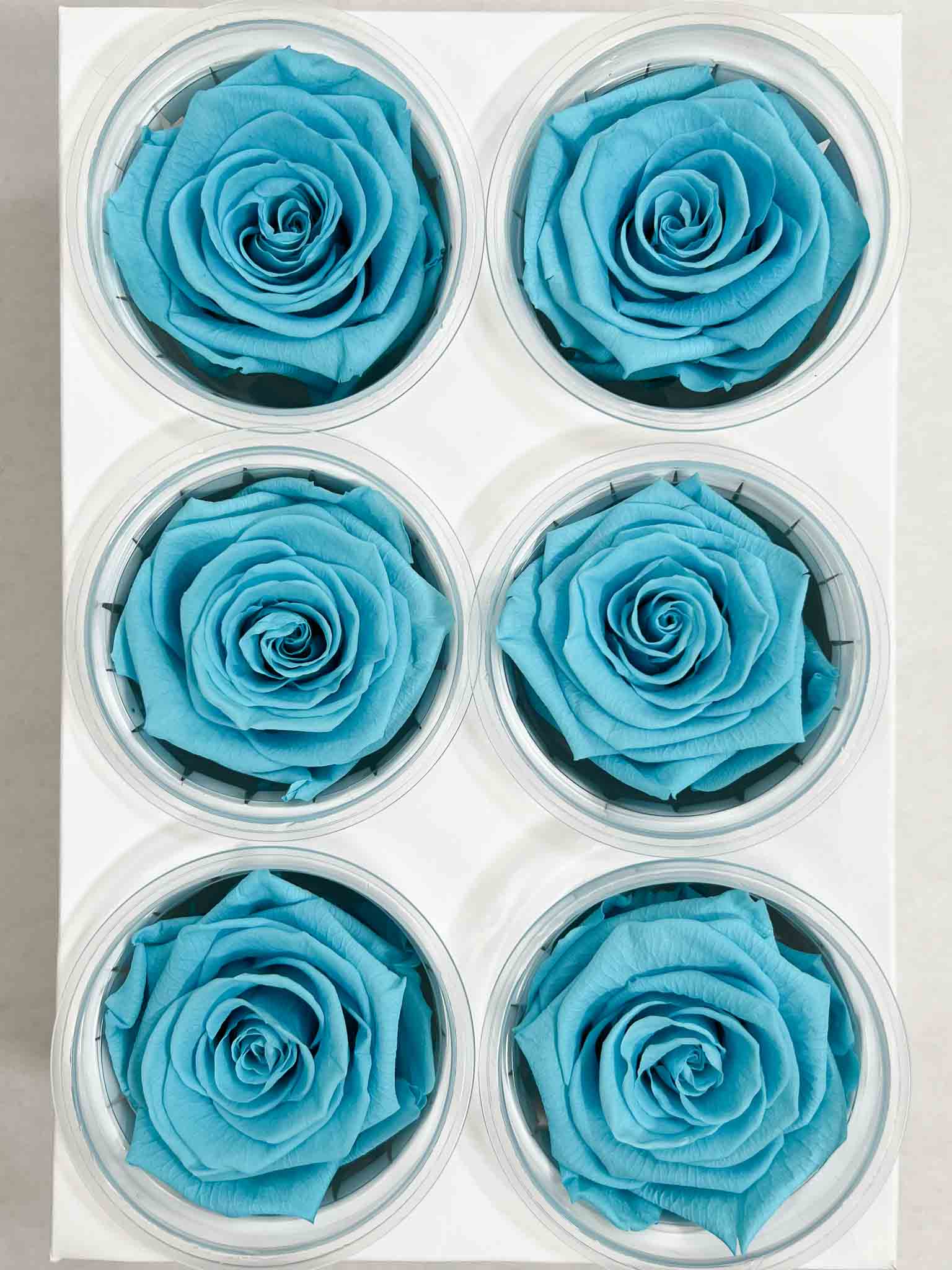 DOROTEA » Box da 6 fiori di azzurro diametro 6,5cm standard - Bloomoon
