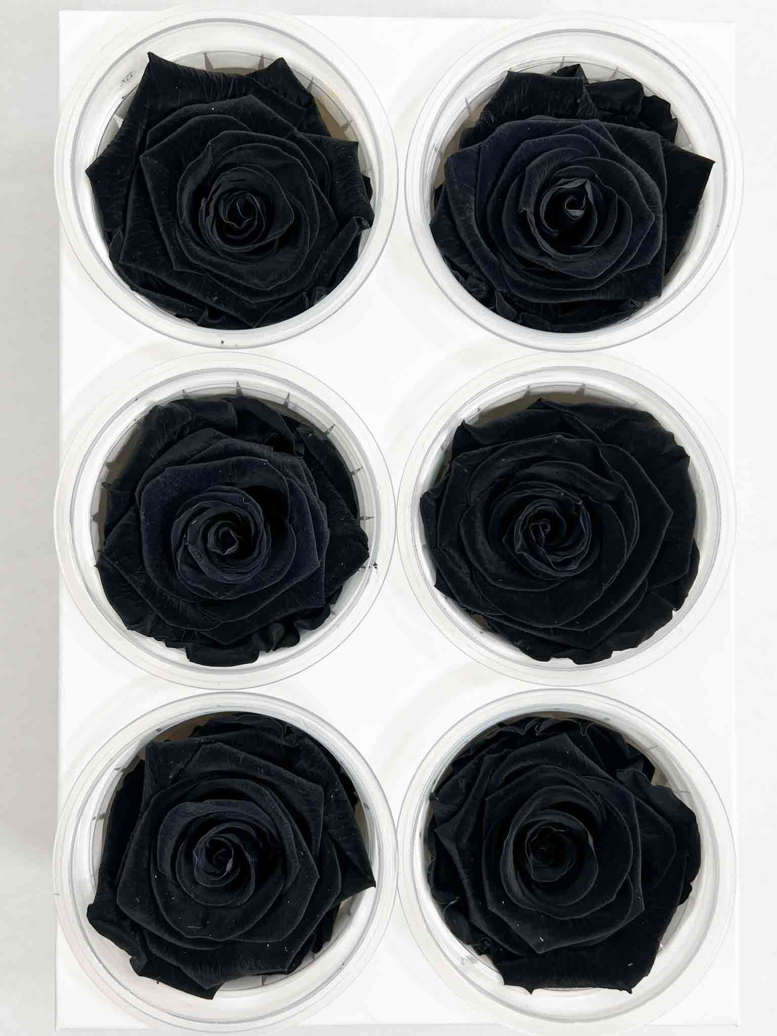 DRAGO » Box da 6 fiori di Rosa nero diametro 6,5cm standard - Bloomoon