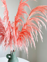DUCCIO » Pampas stabilizzata piccola rosa chiaro H70cm - Bloomoon