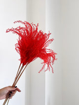DYLAN » mazzo di miscanthus corallo - Bloomoon