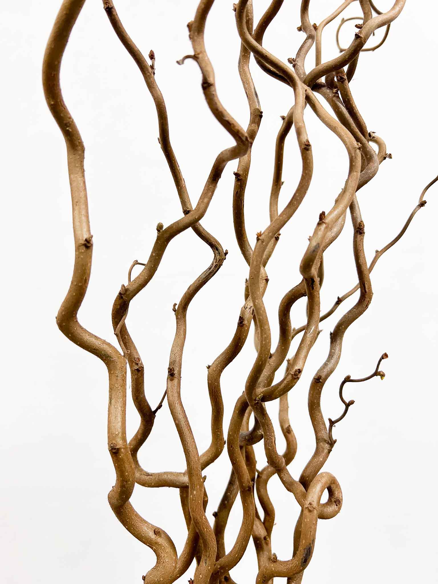 EDGAR » Corylus naturale essiccato 5 steli - Bloomoon