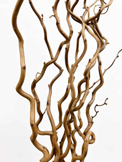 EDGAR » Corylus naturale essiccato 5 steli - Bloomoon