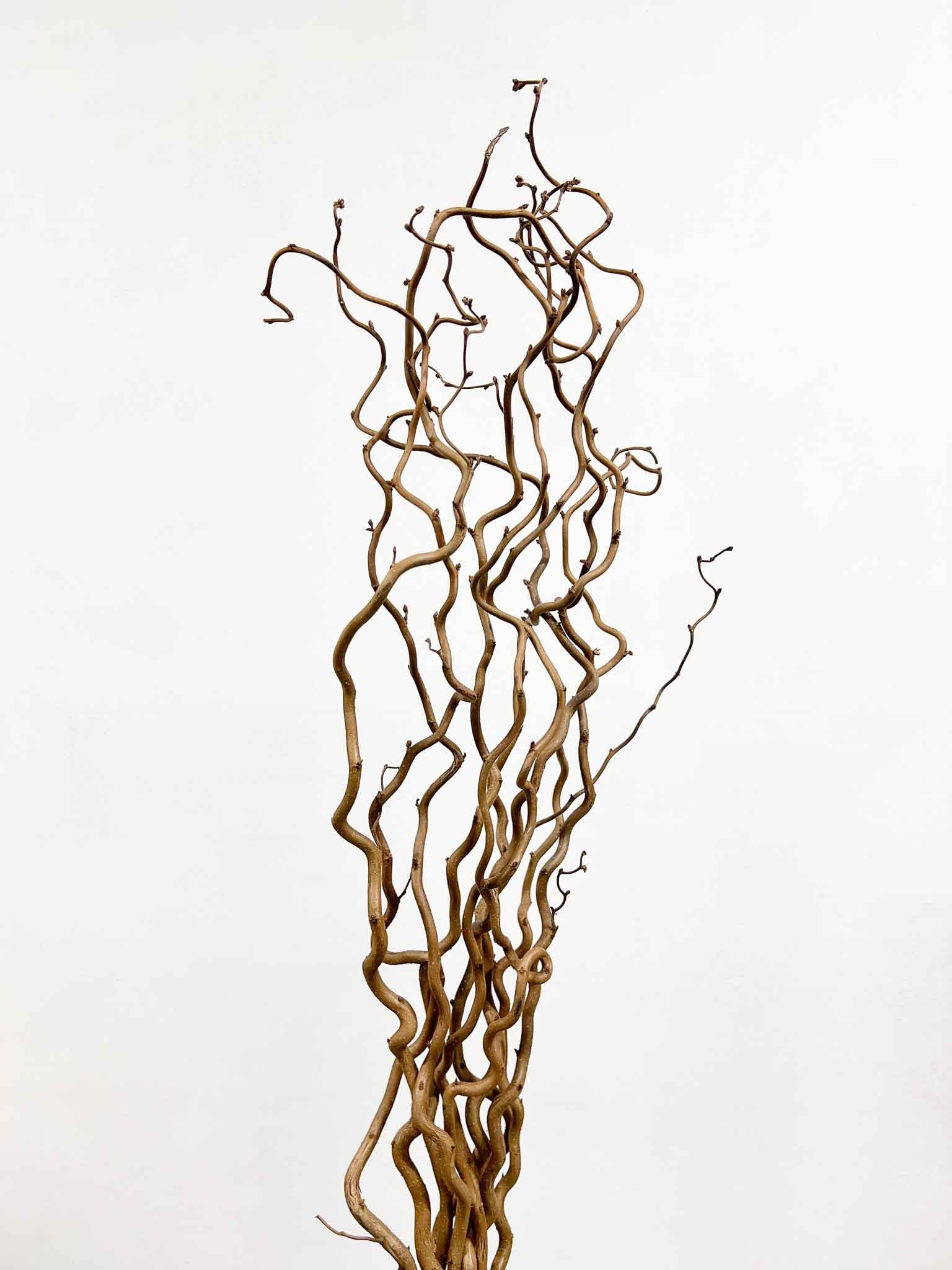 EDGAR » Corylus naturale essiccato 5 steli - Bloomoon