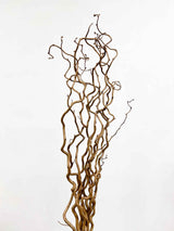 EDGAR » Corylus naturale essiccato 5 steli - Bloomoon