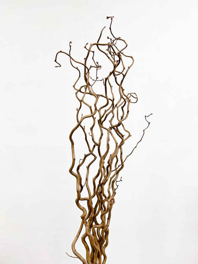 EDGAR » Corylus naturale essiccato 5 steli - Bloomoon