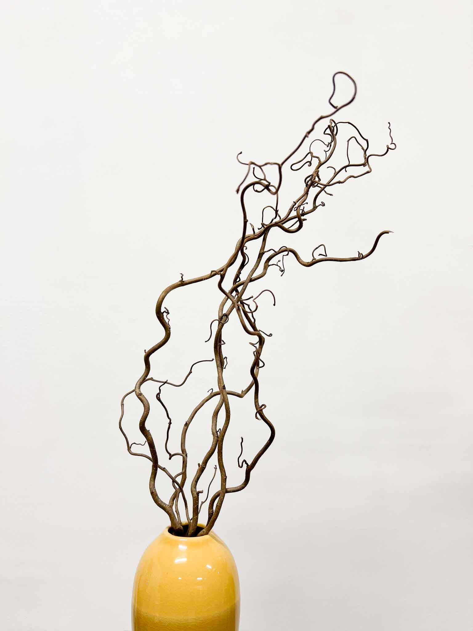 EDGAR » Corylus naturale essiccato 5 steli - Bloomoon