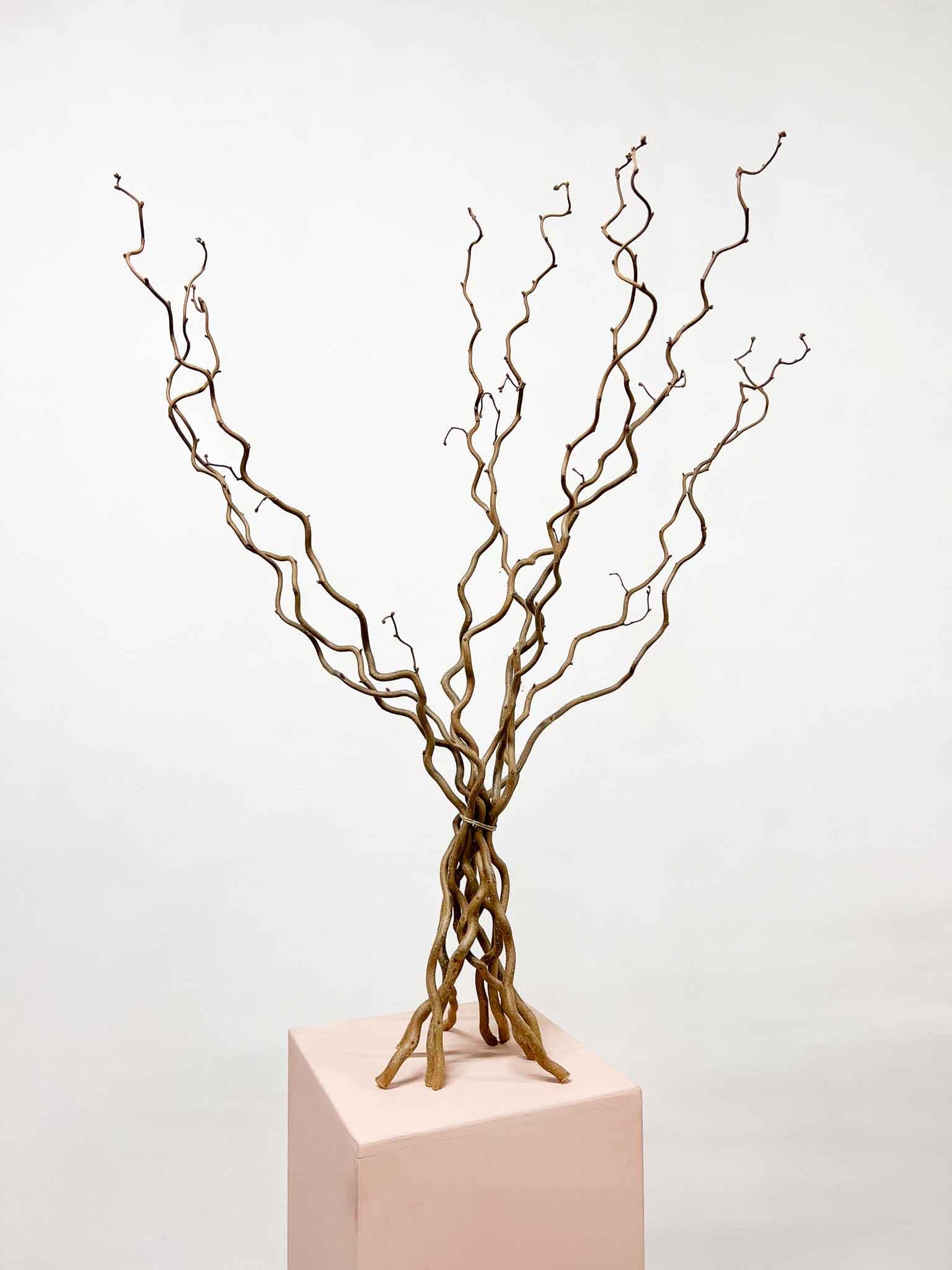 EDGAR » Corylus naturale essiccato 5 steli - Bloomoon