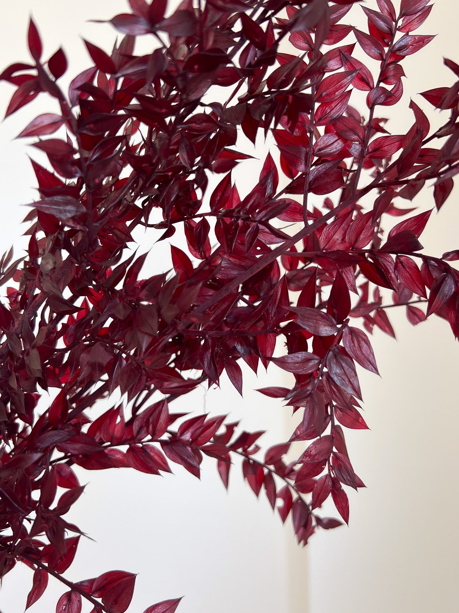 ENNIO » Ruscus stabilizzato bordeaux - Bloomoon