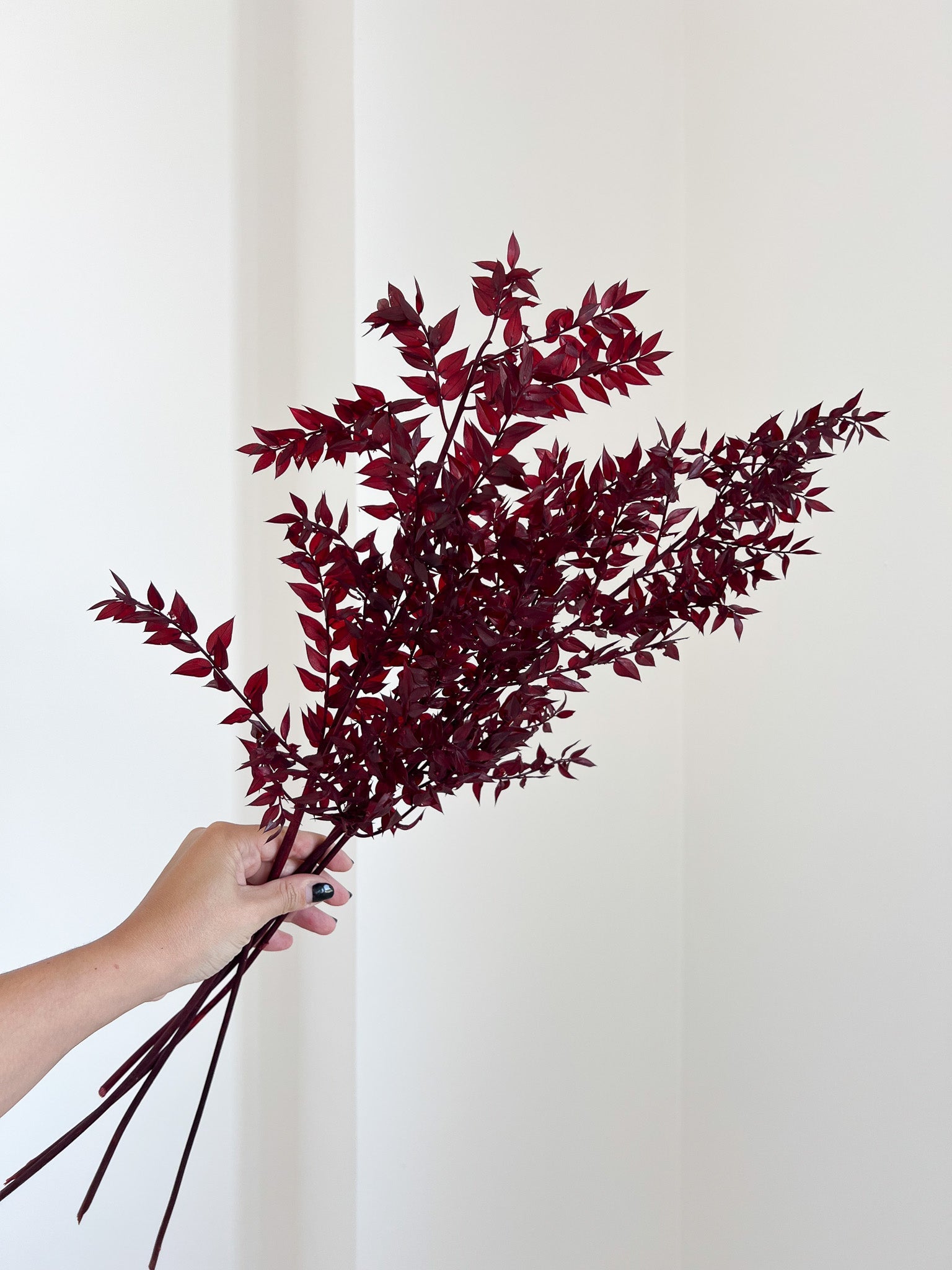 ENNIO » Ruscus stabilizzato bordeaux - Bloomoon