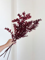 ENNIO » Ruscus stabilizzato bordeaux - Bloomoon