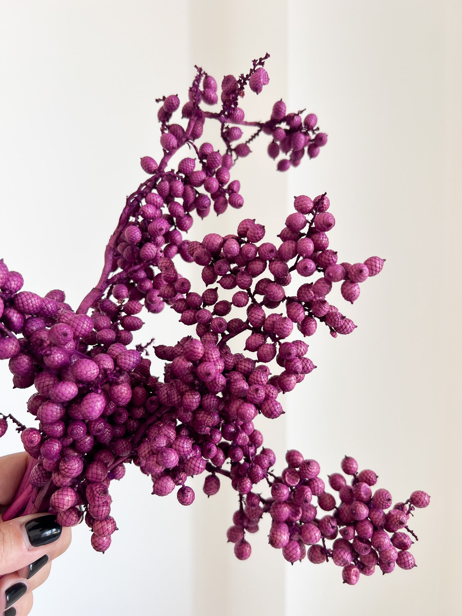 ERCOLINA » Fascio di bacche viola naturali essiccate - Bloomoon