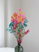 ERMETE » Mazzo di Gypsophila o nebbiolina stabilizzata multicolor - Bloomoon