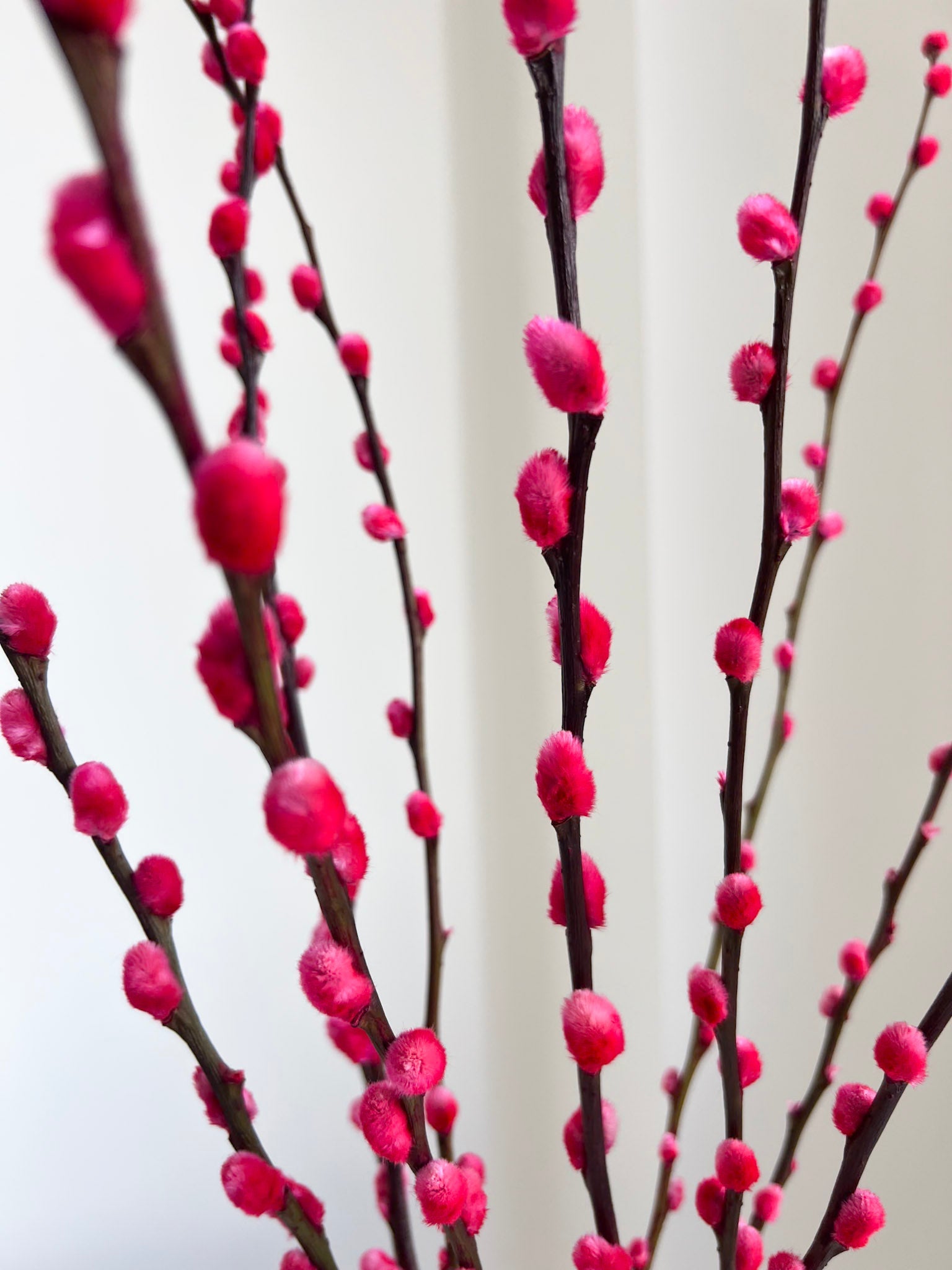 ESMERALDA » Mazzo di Salice colorato essiccato magenta - Bloomoon