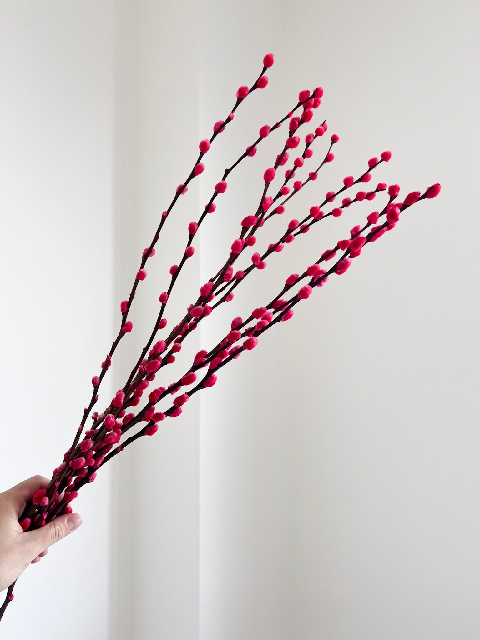 ESMERALDA » Mazzo di Salice colorato essiccato magenta - Bloomoon