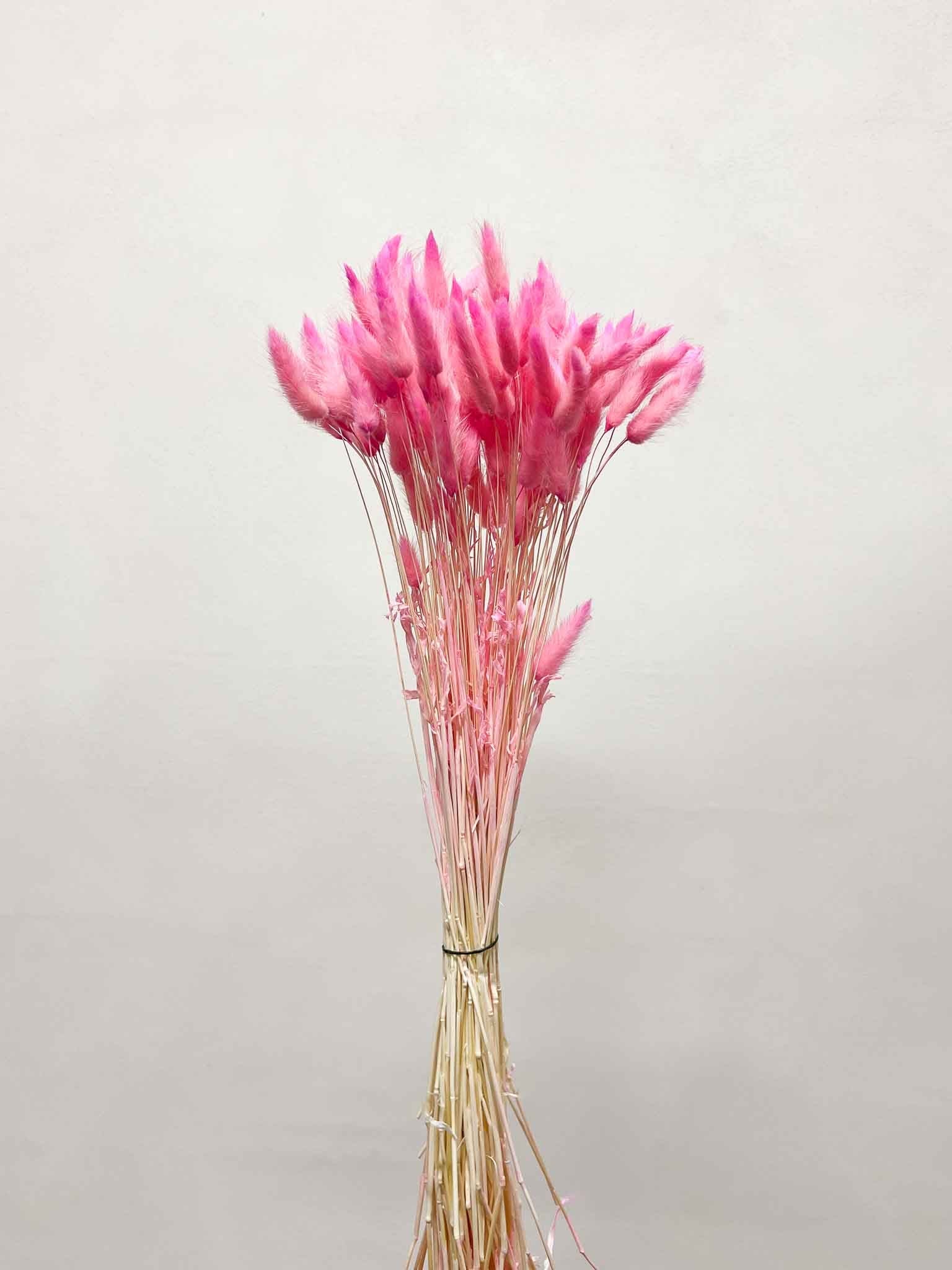 EUDORA » Mazzo di Lagurus fucsia pastello - Bloomoon